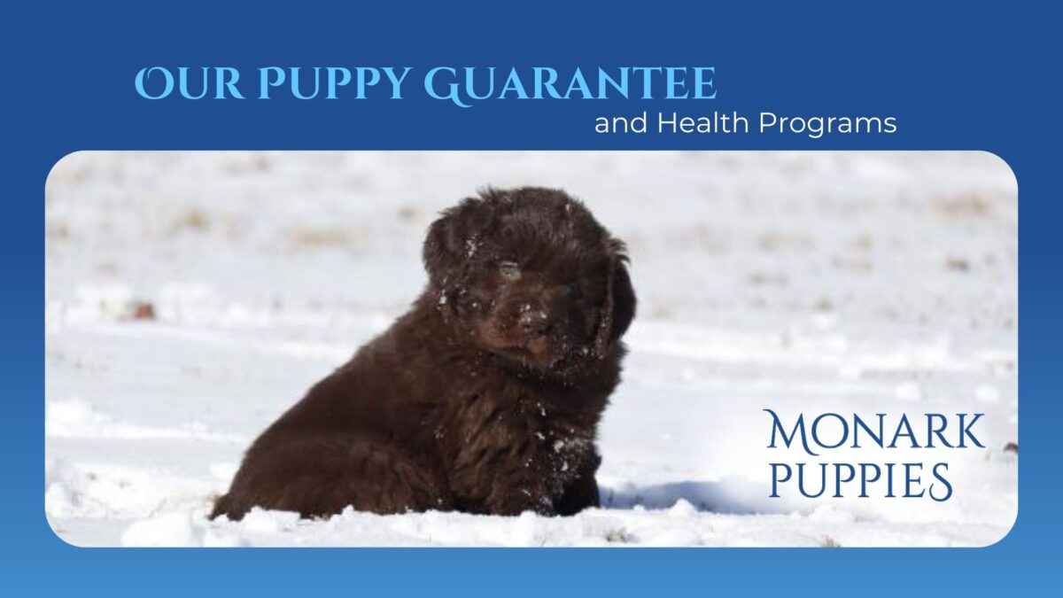 Our Puppy Guarantee And Health Programs 6