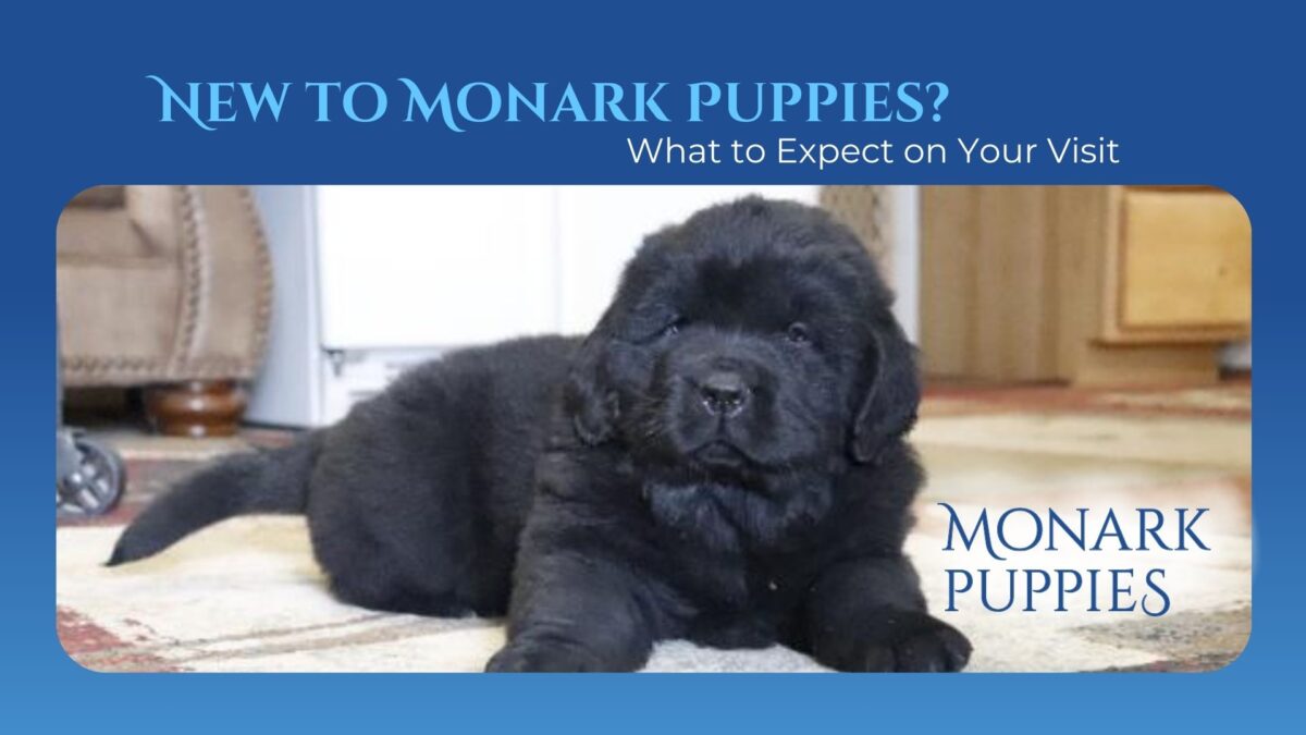 New To Monark Puppies What To Expect On Your Visit 7