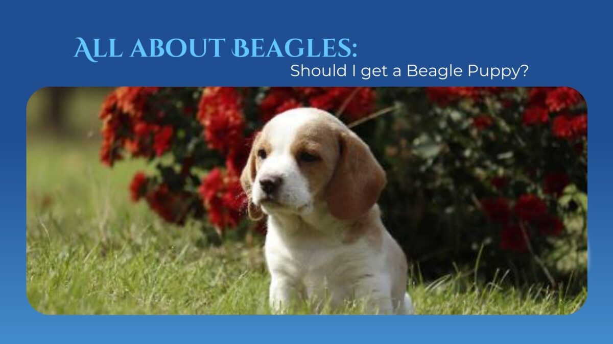 All About Beagles Should I Get A Beagle Puppy