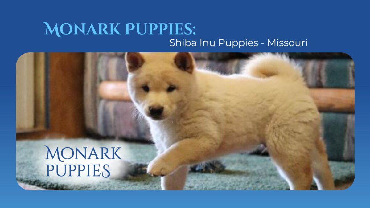Monark Puppies Shiba Inu Puppies Missouri